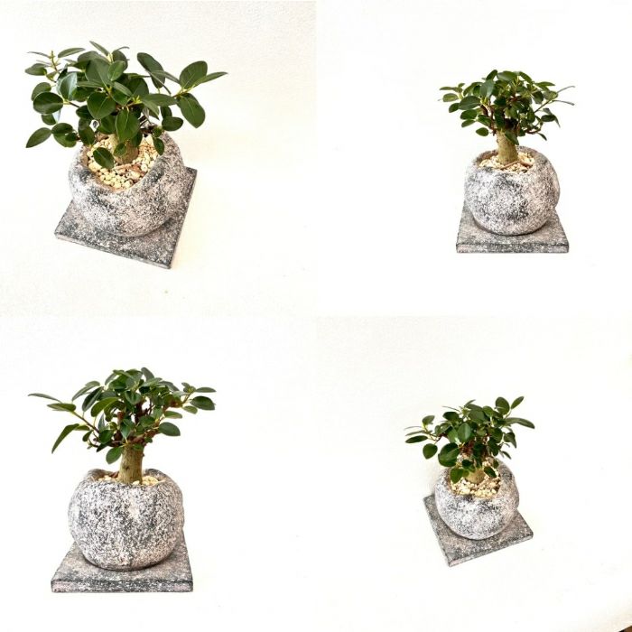 観葉植物現品販売