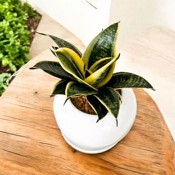 観葉植物現品販売