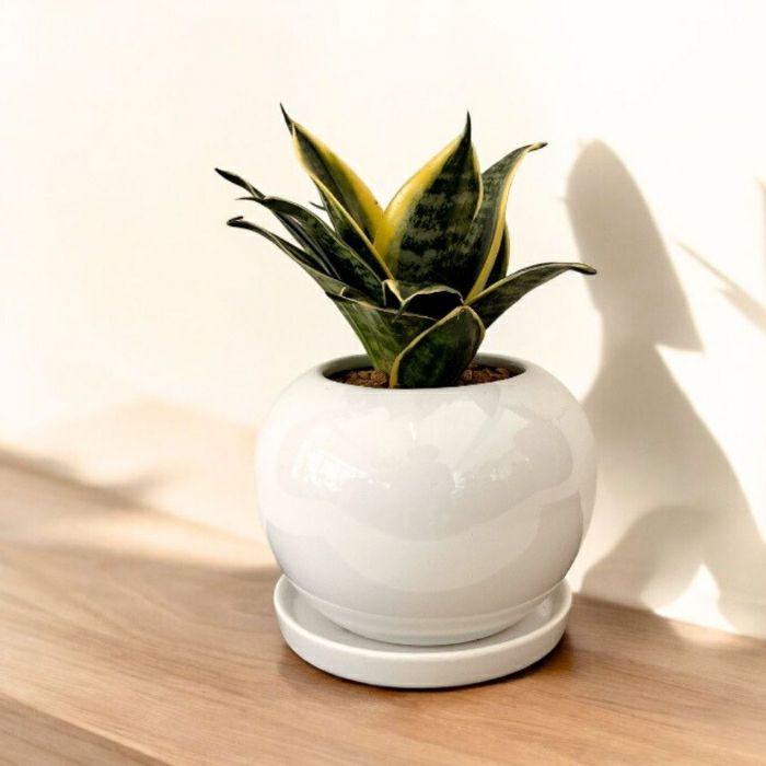 観葉植物現品販売