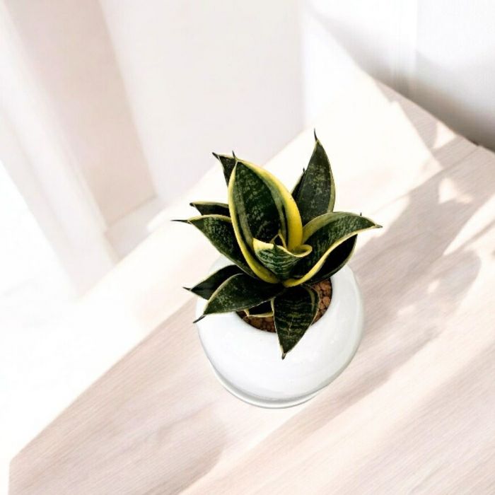 観葉植物現品販売