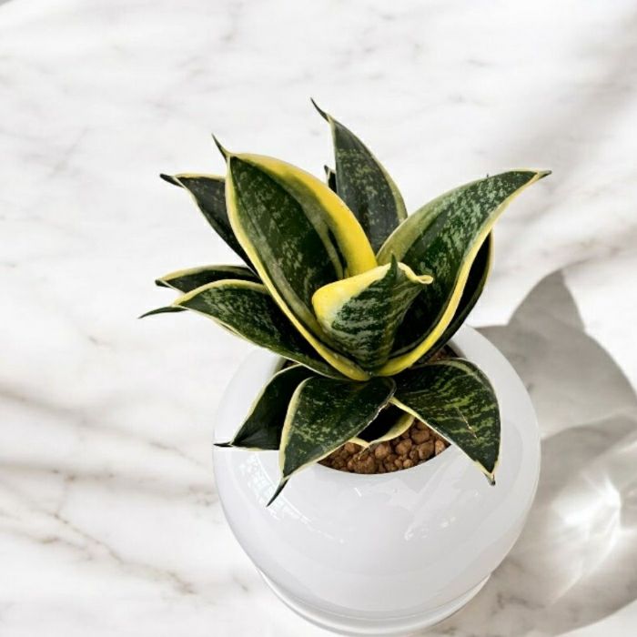 観葉植物現品販売