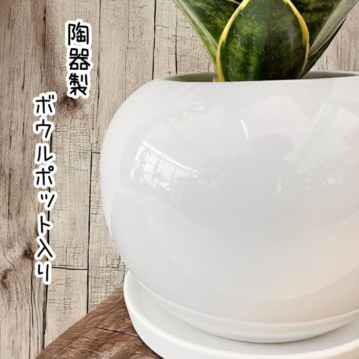 観葉植物現品販売