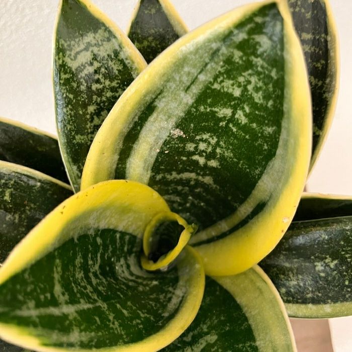 観葉植物現品販売