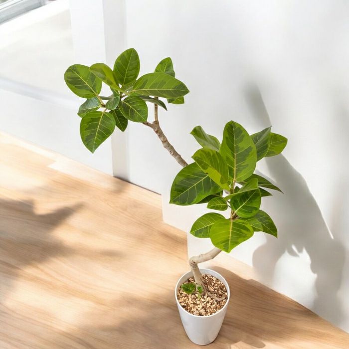 観葉植物現品販売