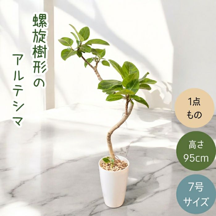 観葉植物現品販売