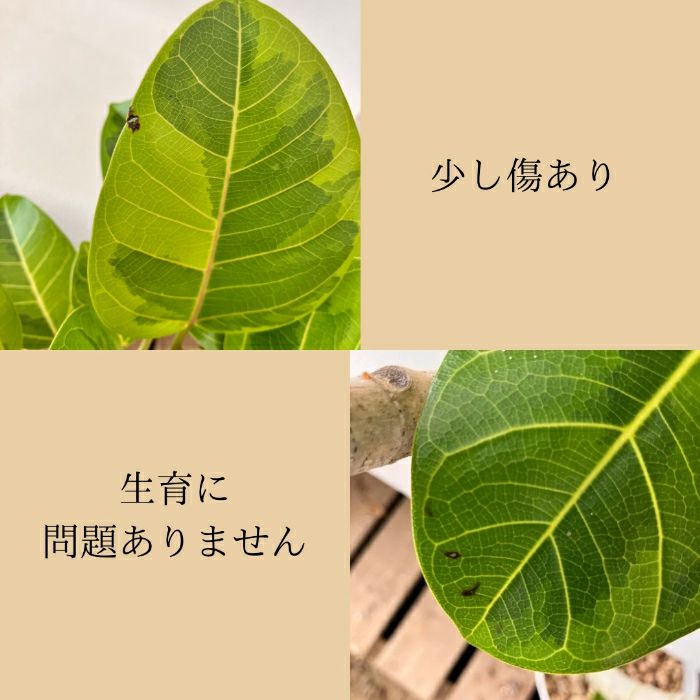 観葉植物現品販売