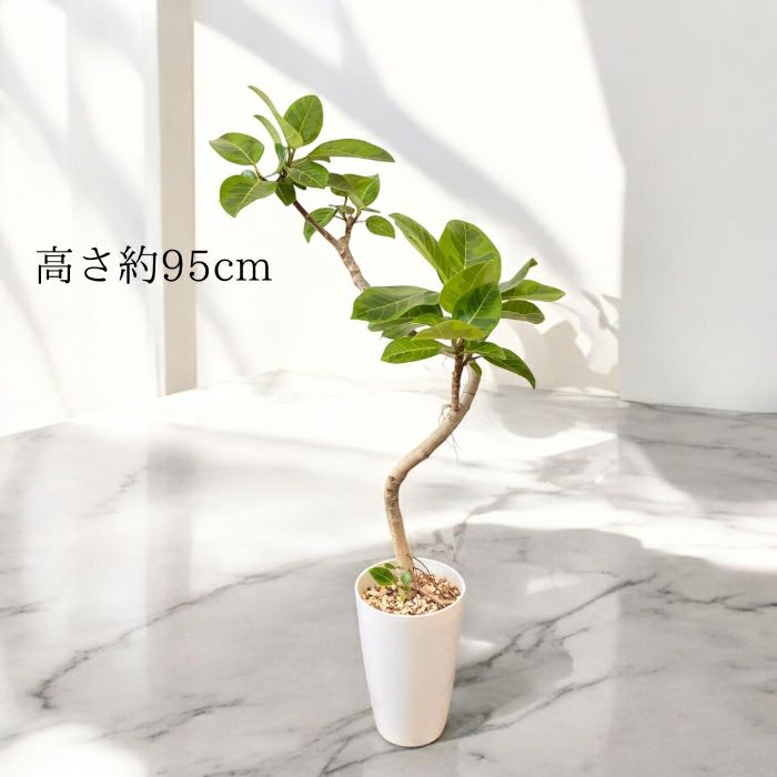 観葉植物現品販売