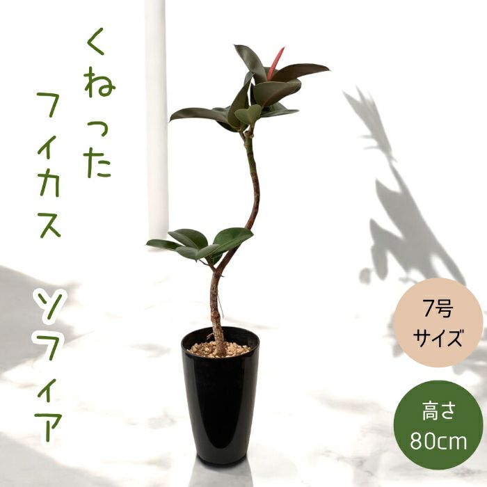 観葉植物現品販売