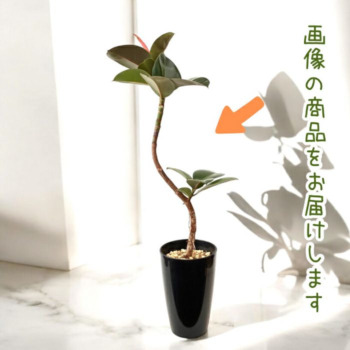 観葉植物現品販売