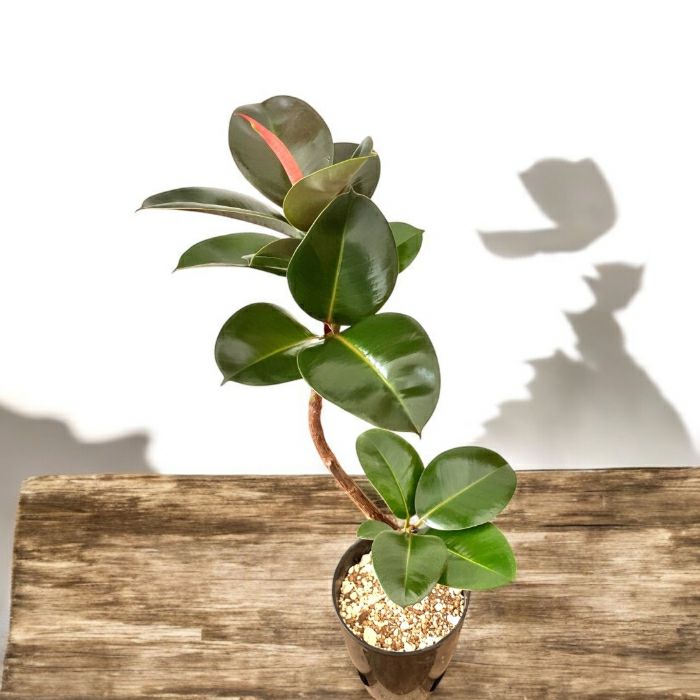 観葉植物現品販売