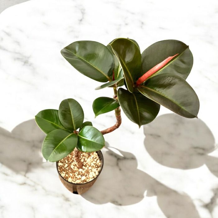 観葉植物現品販売