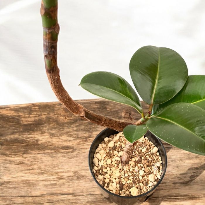 観葉植物現品販売