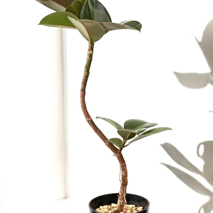 観葉植物現品販売
