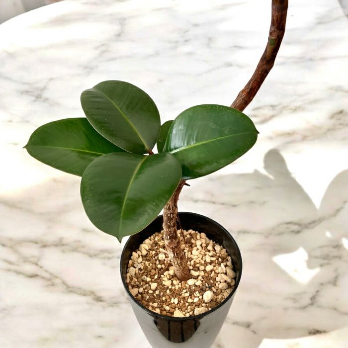 観葉植物現品販売