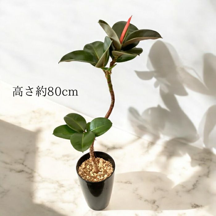 観葉植物現品販売
