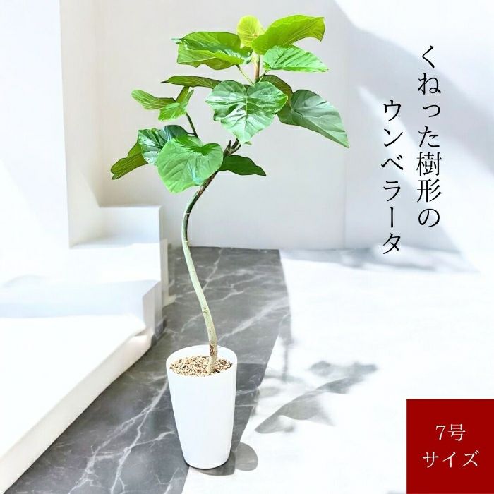 観葉植物現品販売