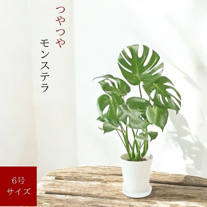 観葉植物現品販売
