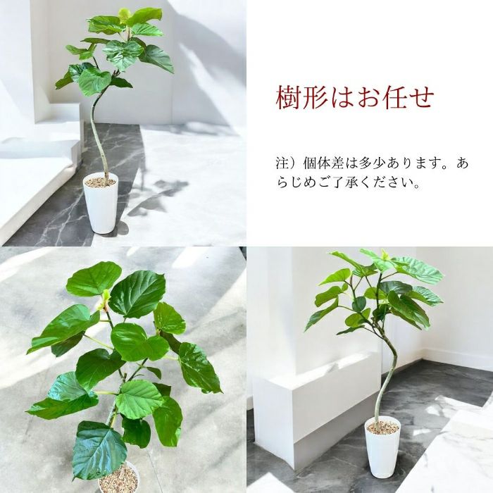 観葉植物現品販売