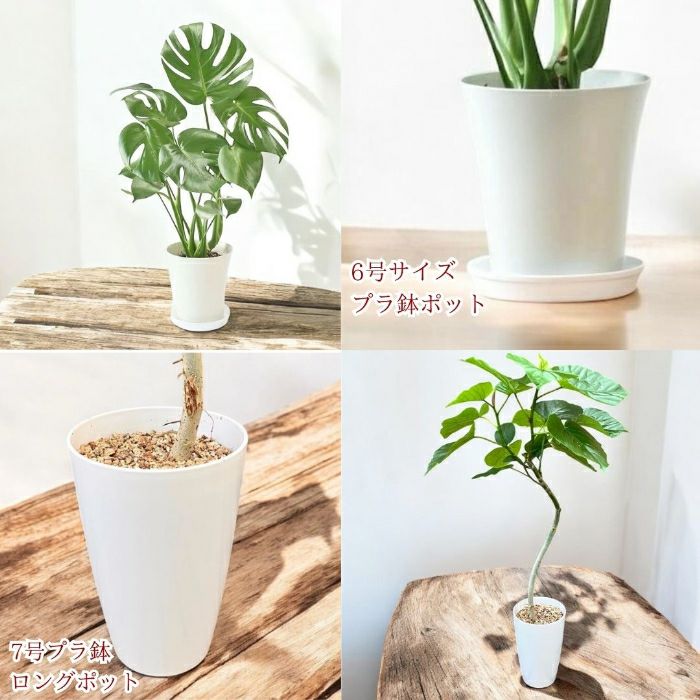 観葉植物現品販売