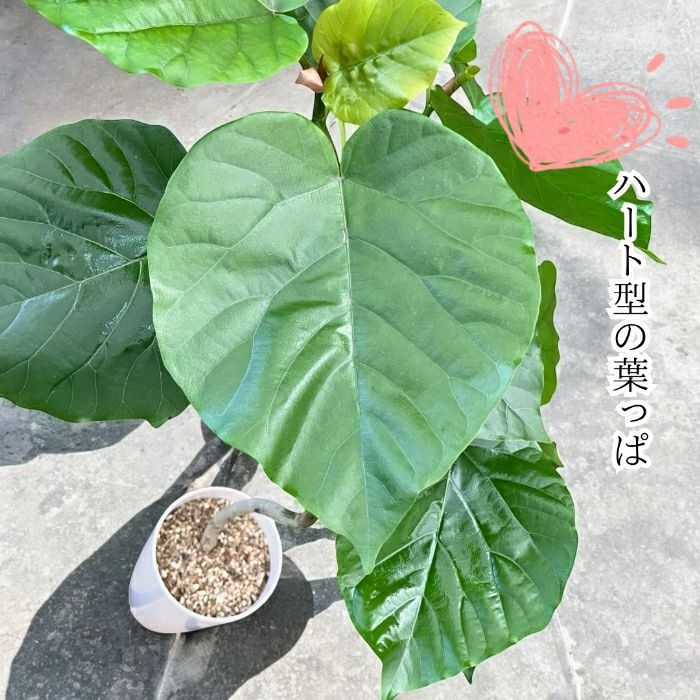 観葉植物現品販売