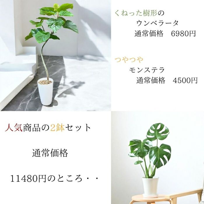 観葉植物現品販売