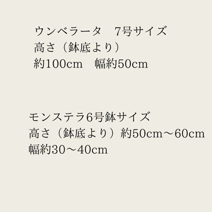 観葉植物現品販売