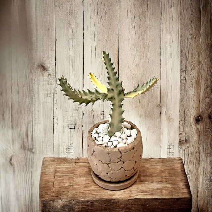 観葉植物現品販売