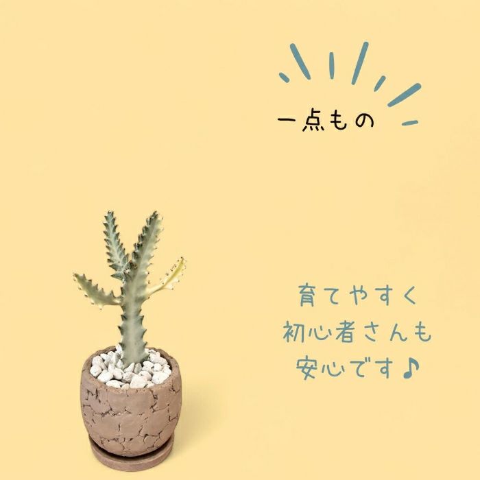 観葉植物現品販売