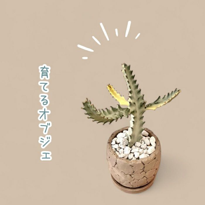 観葉植物現品販売