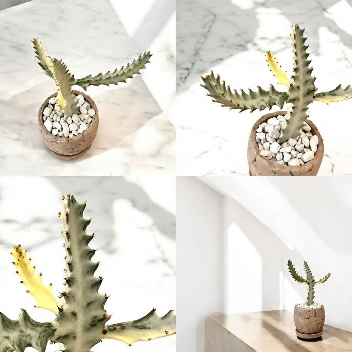 観葉植物現品販売