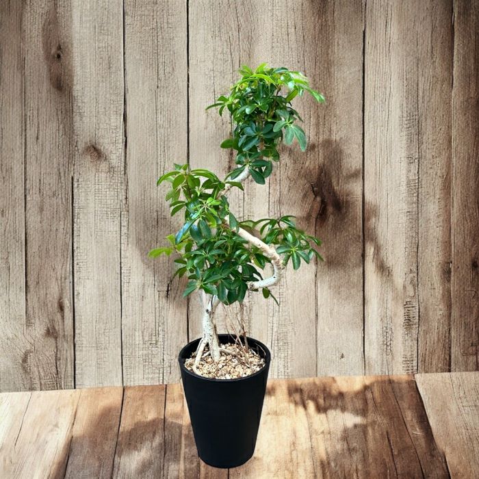 観葉植物現品販売