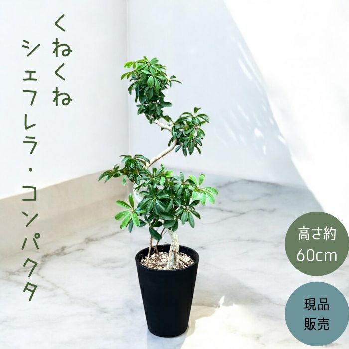 観葉植物現品販売