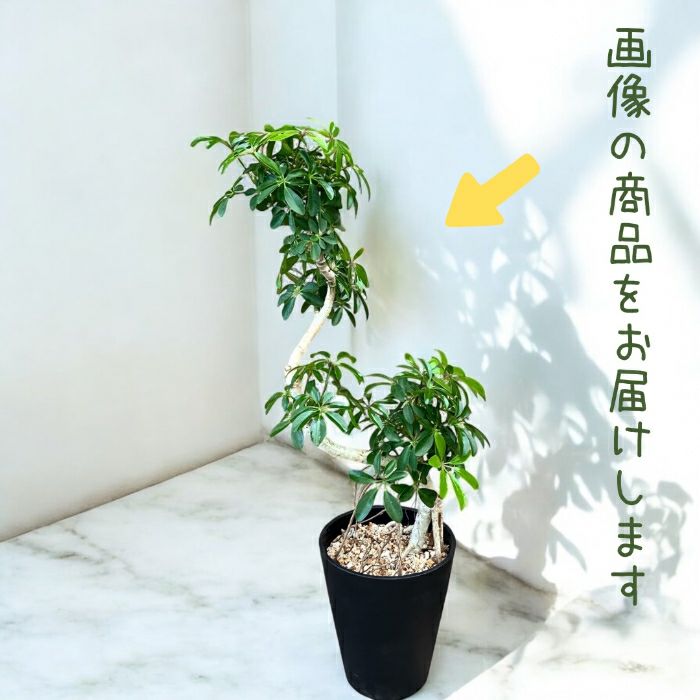 観葉植物現品販売