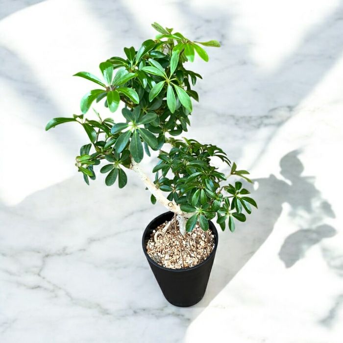 観葉植物現品販売