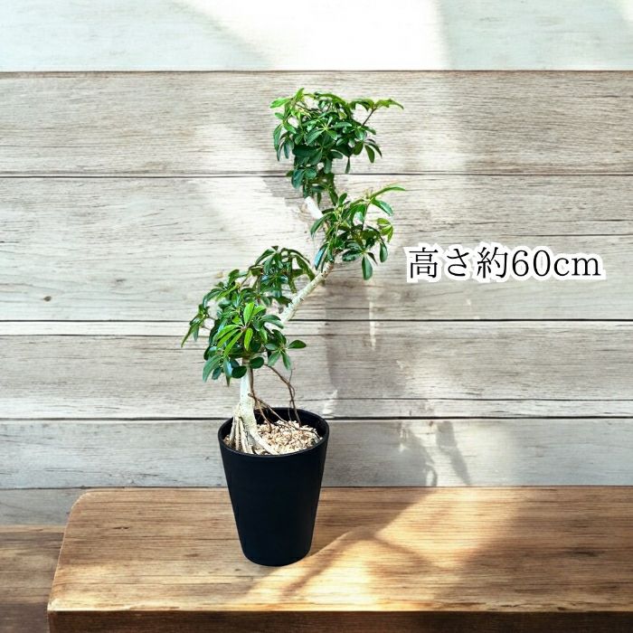 観葉植物現品販売