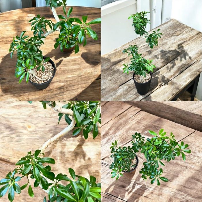 観葉植物現品販売