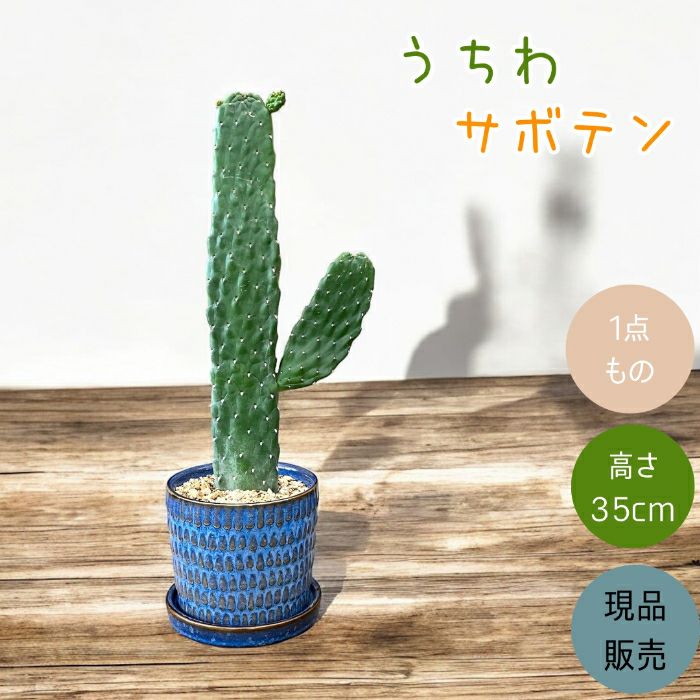 観葉植物現品販売