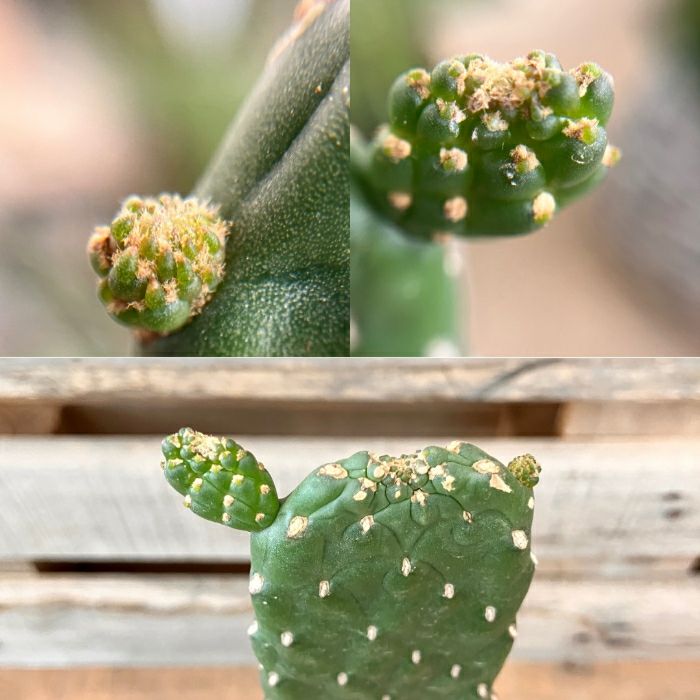 観葉植物現品販売