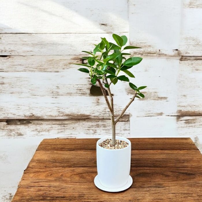 観葉植物現品販売