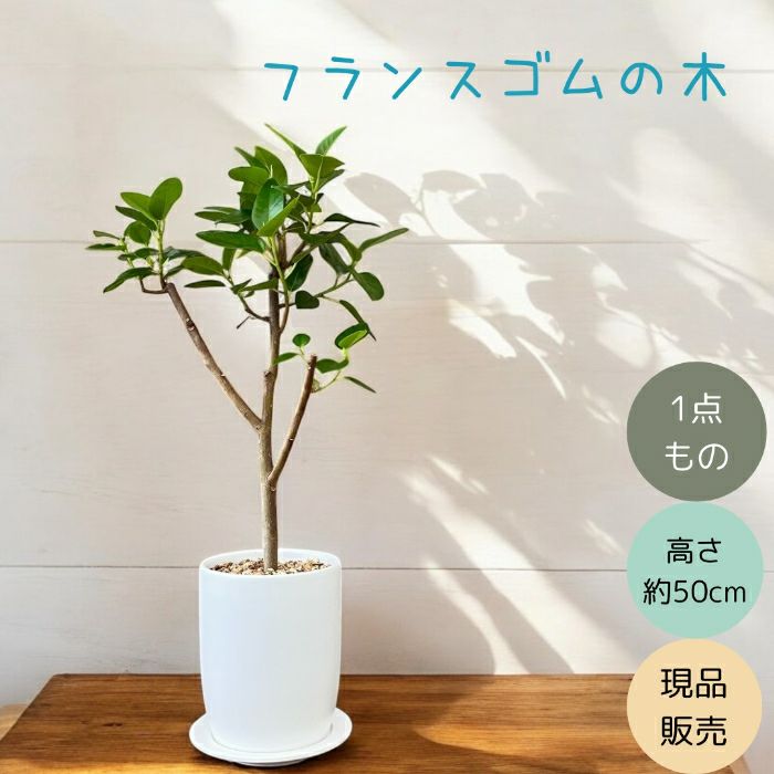 観葉植物現品販売
