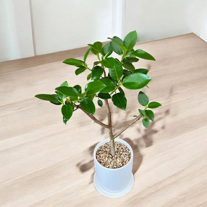 観葉植物現品販売