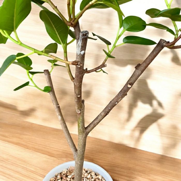 観葉植物現品販売