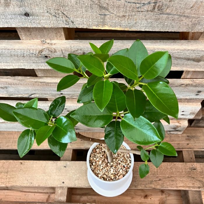 観葉植物現品販売