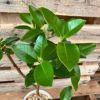 観葉植物現品販売