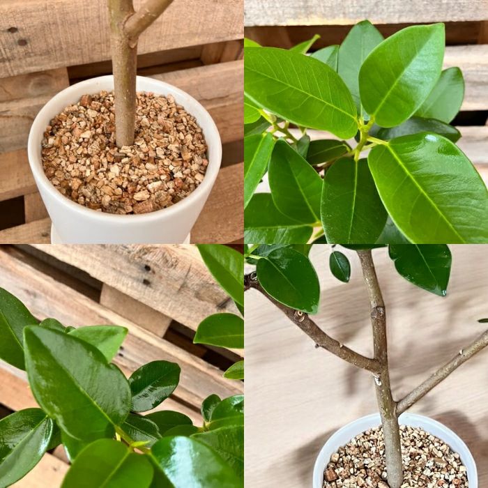 観葉植物現品販売