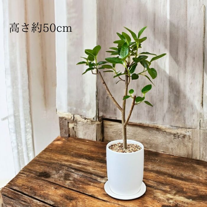観葉植物現品販売