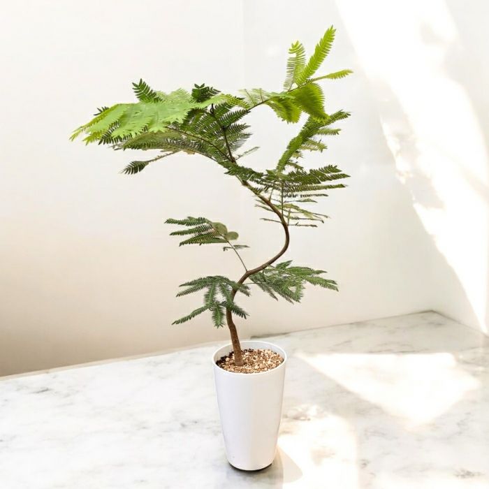 観葉植物現品販売