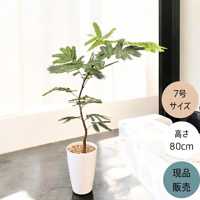 観葉植物現品販売