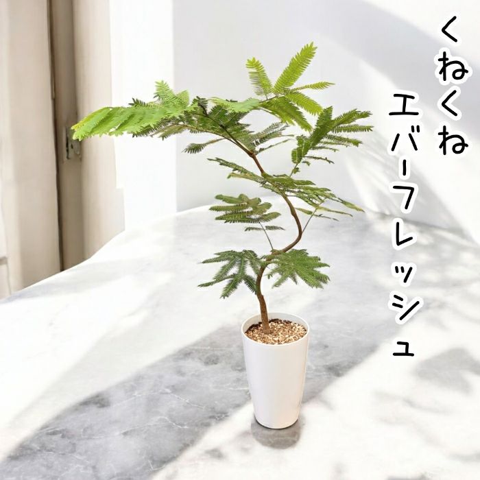 観葉植物現品販売