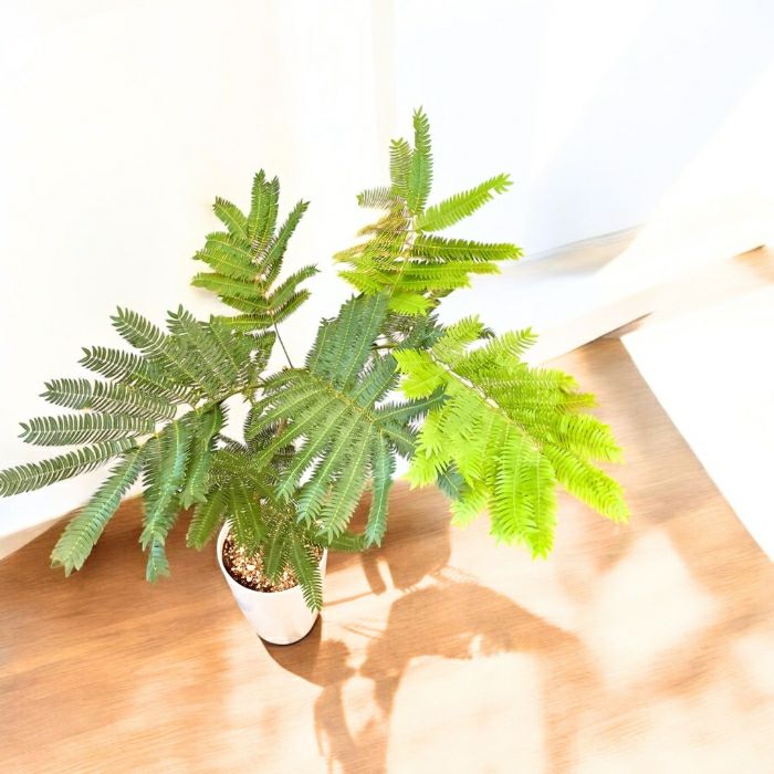 観葉植物現品販売